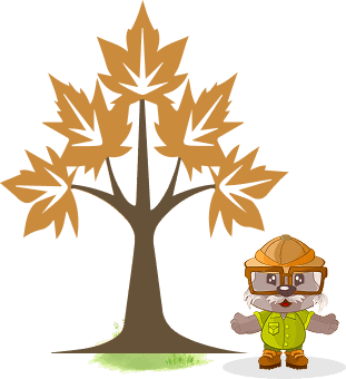 Maple Tree at Forest Edge