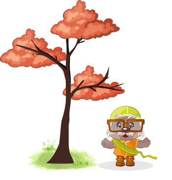 Redwood at Mountain Base